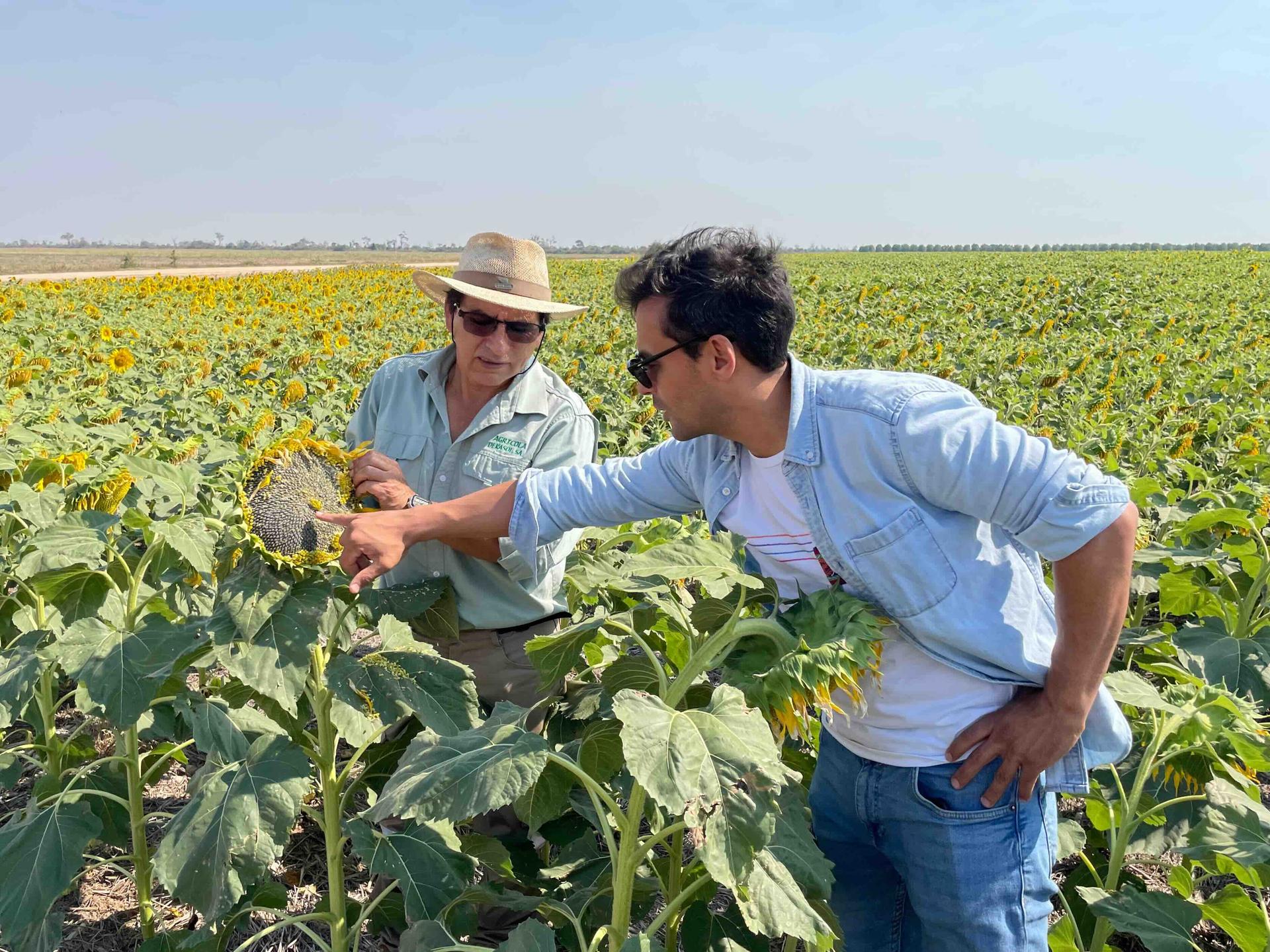 Sunflower fields representing sustainable agriculture
