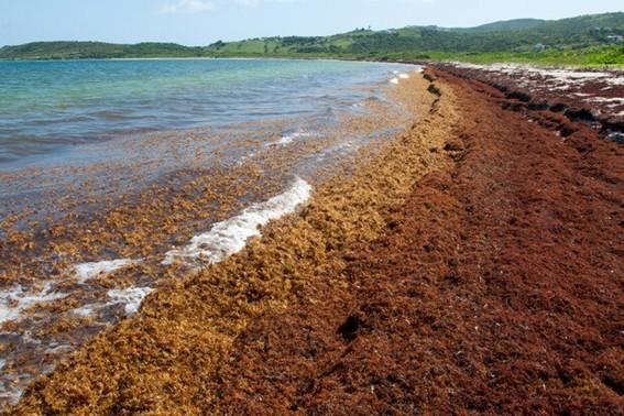 The Sargassum window